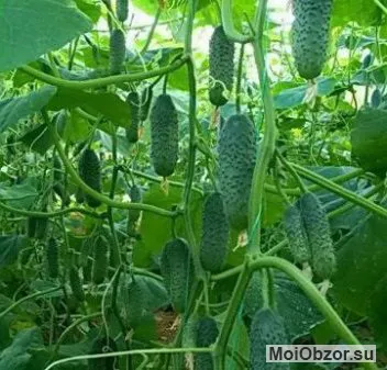 Урожай огурцов