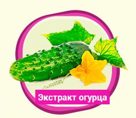 ogurec