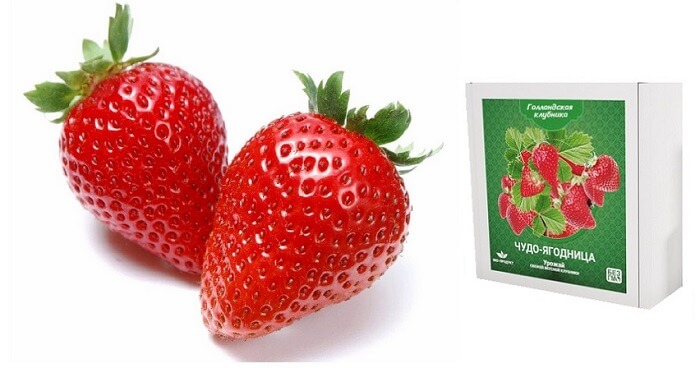Чудо-ягодница Голландская клубника: безопасный натуральный продукт у вас дома круглый год!