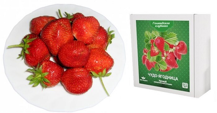 Чудо-ягодница Голландская клубника: безопасный натуральный продукт у вас дома круглый год!