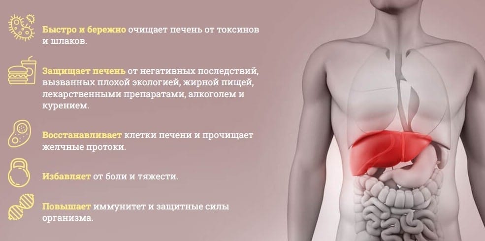 Медовый спас для печени принцип действия